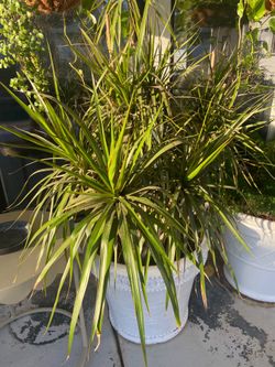 Dragon Tree Plant