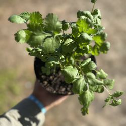Cilantro In Living Soil 