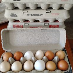 Fresh eggs