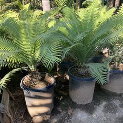 Cycad