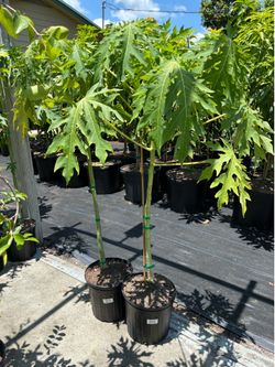 Red Papaya