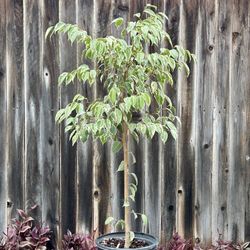 Large, Live Ficus benjamina ‘Golden King’ Weeping Fig - multiple plants available