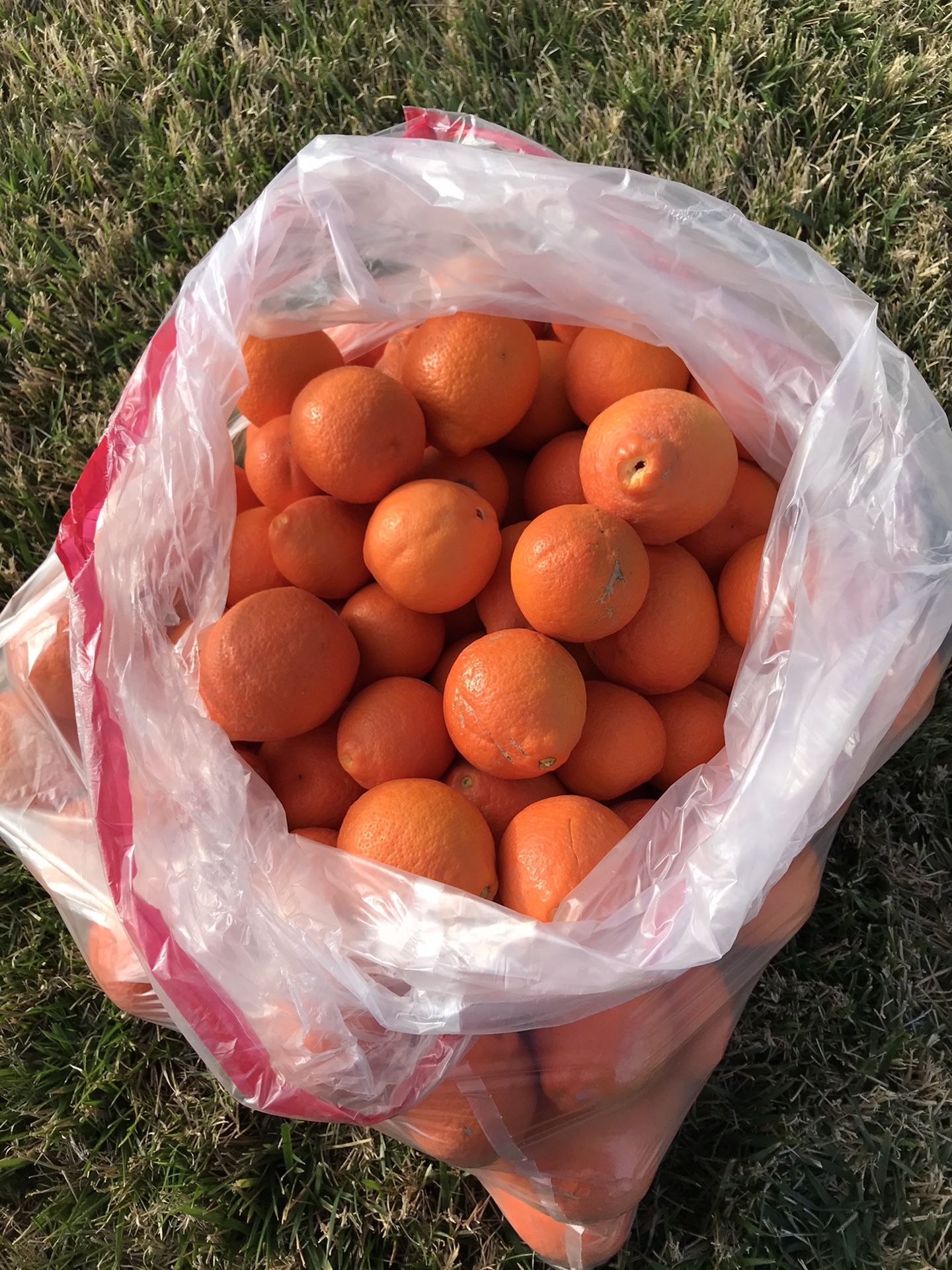 Sweet Tangerines 🍊 20 for $5