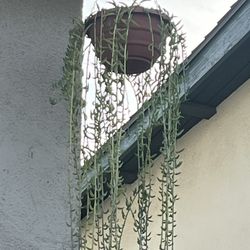 String Of Bananas Very Healthy And Long