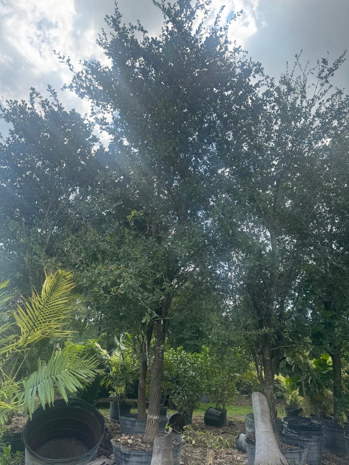 Oak Tree Read Description