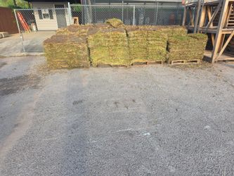 St agustine pallet cut on tuesday