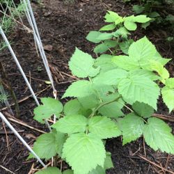 Raspberry Plant For Sale