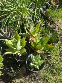 Aloe Vera