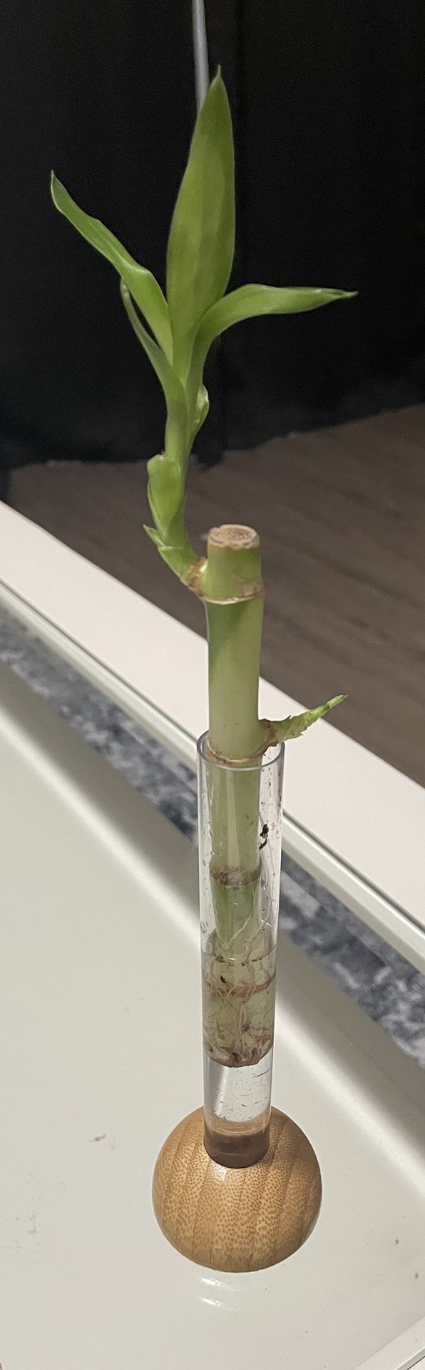 Lucky bamboo