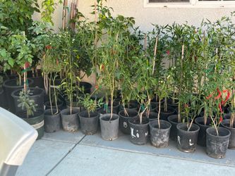 Plantas de chile negro