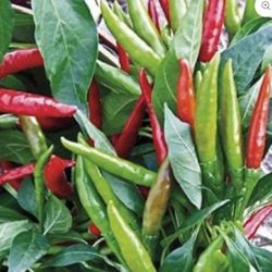 Thai Dragon Chili Plant