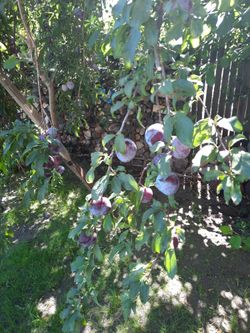 Plums Are Ready 