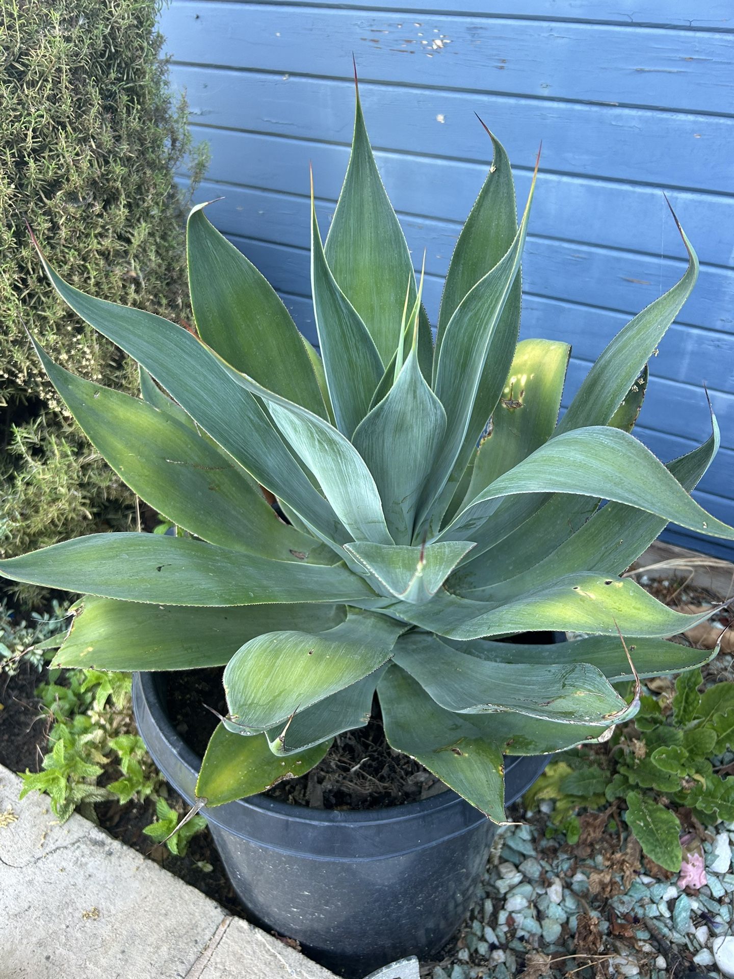 Blue Agave