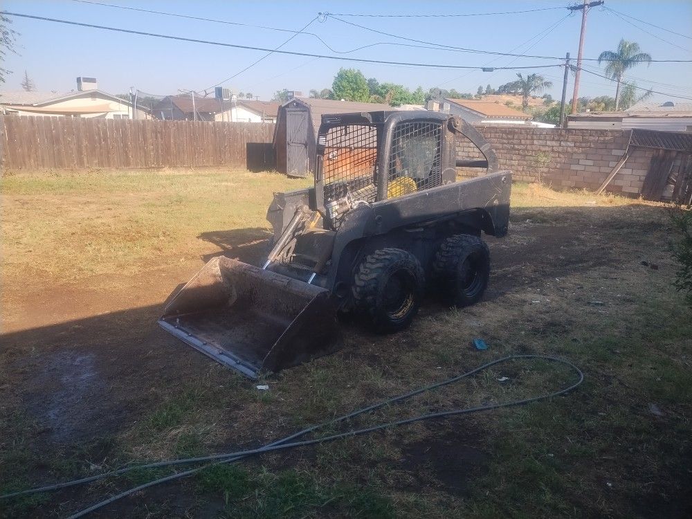 Bobcat