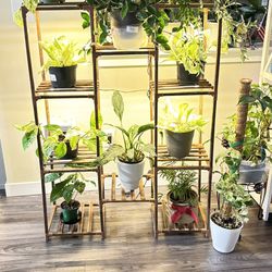 Plant Stand With  Light