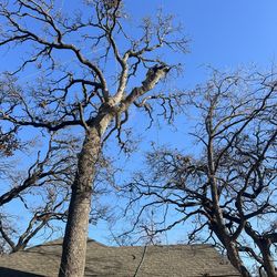 Tree Remove Tree Trimming