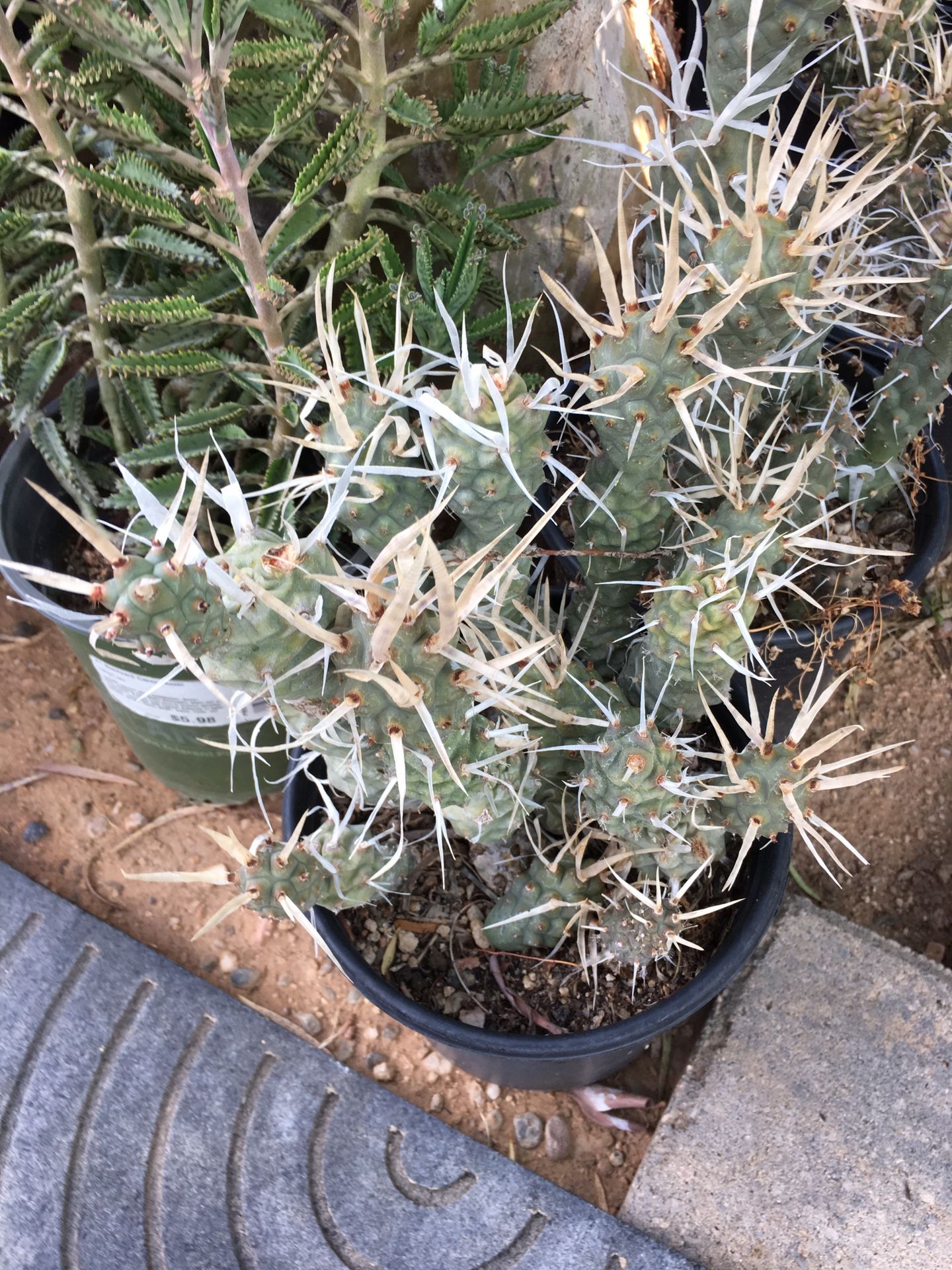 Cactus & succulent liquidation sale
