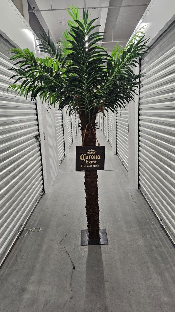 Corona Palm Trees