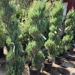 Pinos Spiral 3gallon 5gallon 6ft Tall 