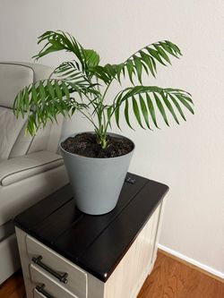 Real plant with vase for decoration