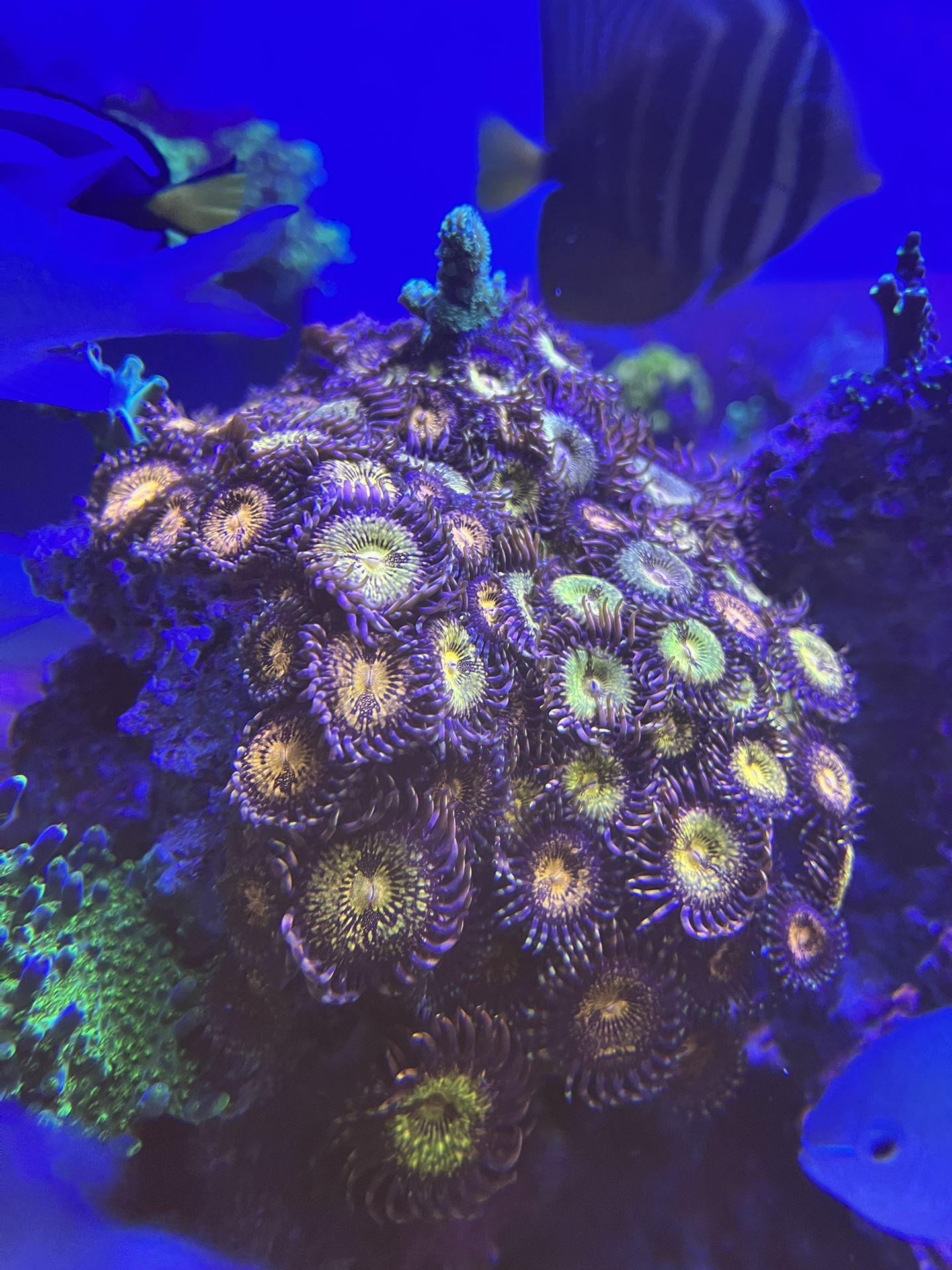 Mohican Sun Zoa Coral