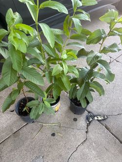 Arbolitos de guayaba