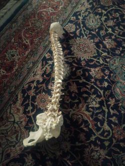 Synthetic spinal cord