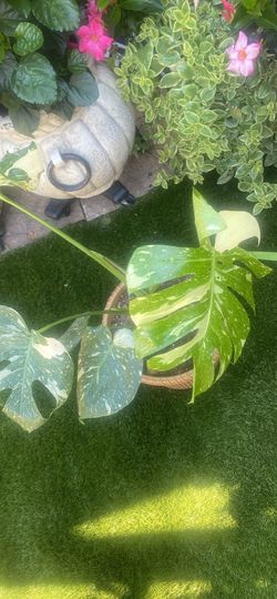 Monstera Thai constellation