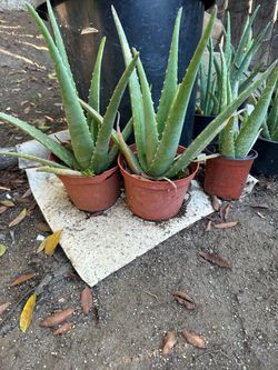 Aloa Vera plants