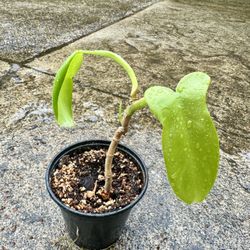 COLLECTORS PLANT 🪴 RARE Golden Violin Philodendron Indoor Plant