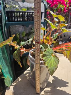 Tiger Kitten Rhizomatous Begonia - 8" Healthy Starter Plant