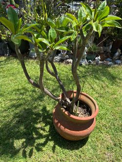 Plumeria plant