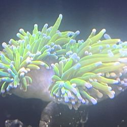 Rapunzel Torch Coral