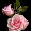 Aracely