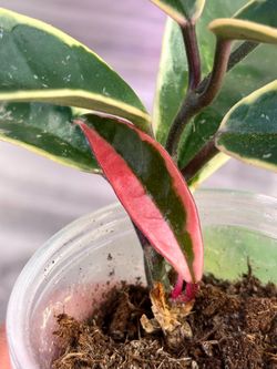 Hoya Crimson Queen