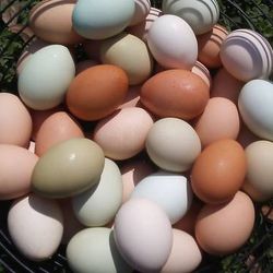 Farm Fresh Organic Free Range Eggs