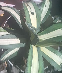 Succulent- Agave a. medio-picta 'alba'
