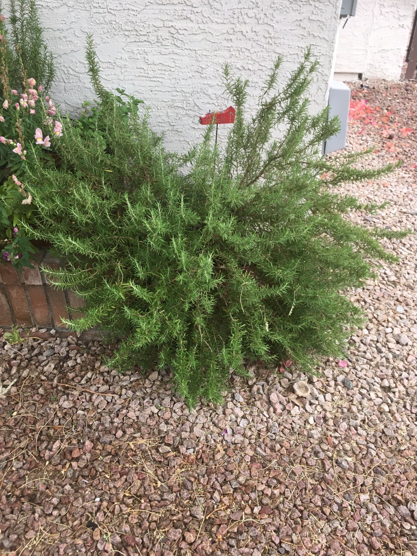 Rosemary Plant In Large Ceramic Pot
