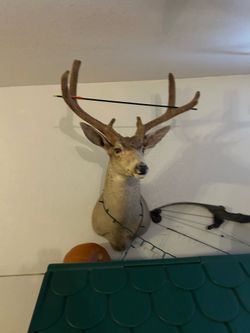 mule velvet taxidermy
