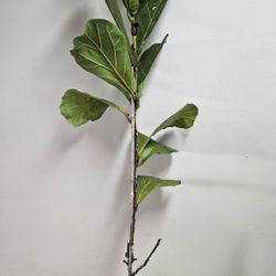 10" Fiddle Leaf Fig 