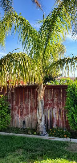 2 Small Palm Trees And 1 Big Palm Tree