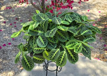 Maranta Lemon Lime Prayer Plant Large