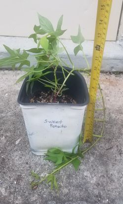 Sweet Potato Plant,  Live 