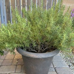 Rosemary Plant With Pot