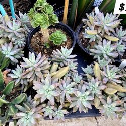 Multiple Succulents And Plants Forsale 