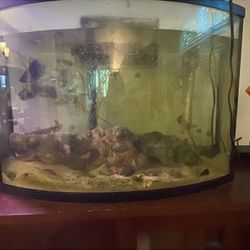 36 Gallon Bowfront Aquarium 