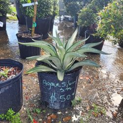 Agave Silver 