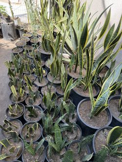 Legua De Suegra / Dracaena trifasciata/ snake plant