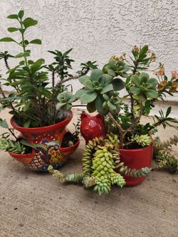 Plants