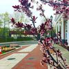 Nashua_79